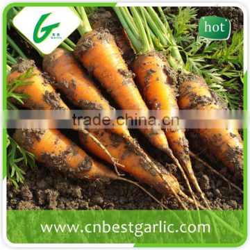 New crop China fresh carrot export