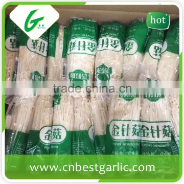 Whole canned instant enoki mushroom