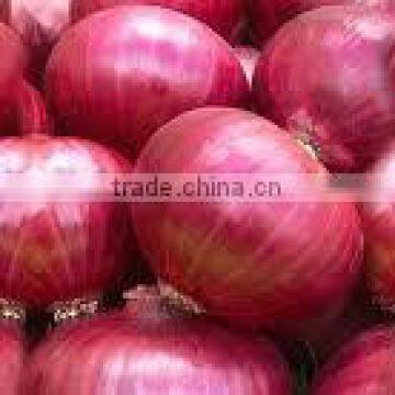 Fresh Onion