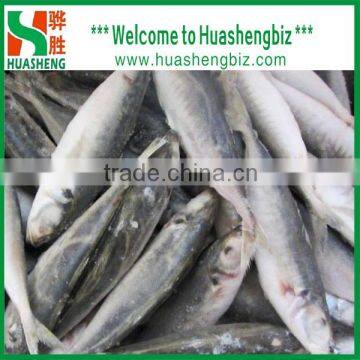 Frozen mackerel