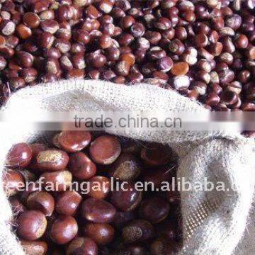 Chinesegreenfarm Fresh ChestNuts Corps