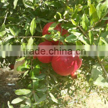 FRESH WONDERFUL POMEGRANATE
