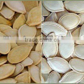 Harvest good quality pumpkin seeds