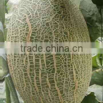 Hybrid F1 hami melon seeds muskmelon for growing-Golden diamond 28