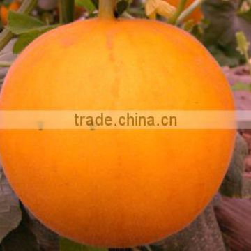 Chinese Yellow Peel Red Flesh Honey Sweet Melon Seeds For Sale-Red Honey F1