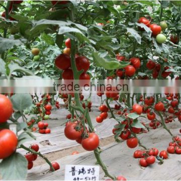 TY Resistance Indeterminate Red Tomato Seeds For Sale-Purity