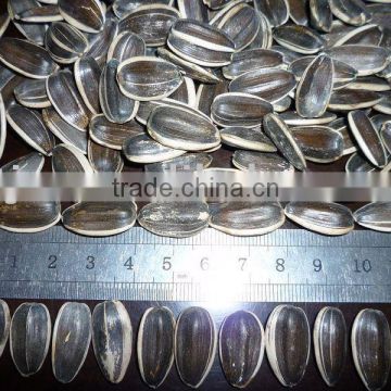 High Quality Sunflower Seeds 20/64,22/64,24/64