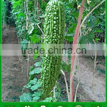 MBG03 Chunqing high quality hybrid bitter gourd seeds for planting