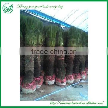 Cycas Outdoor Ornamental Plant