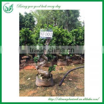 Ficus Bonsai Plant S shape hot sale