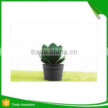 Wholesale Natural Artificial Plastic Cactus Plant photo-5