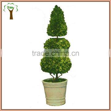 preserved double sphere one cone boxwood tree