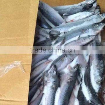 Frozen Pacific Mackerel Fish In Nice Piece Shape