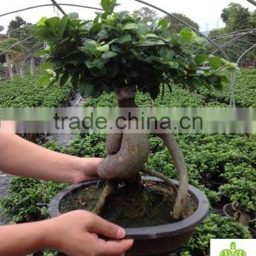 Ficus Microcarpa Ginseng Bosnai photo-4