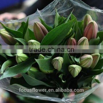 Wholesale types of fresh cut flowers lilies with pink light color to lovers