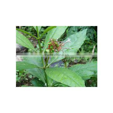 Rauwolfia Serpentine photo-3