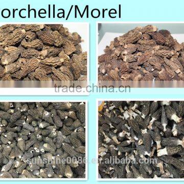 Competitive morel mushroom Export Price