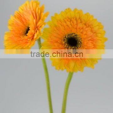 Fashionable Champagne pure yellow gerbera flower