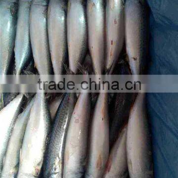 High Quality Pacific Mackerel Fish Scientific Name Scomber Japonicus