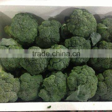 fresh green broccoli