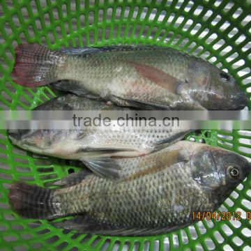 FROZEN BLACK TILAPIA