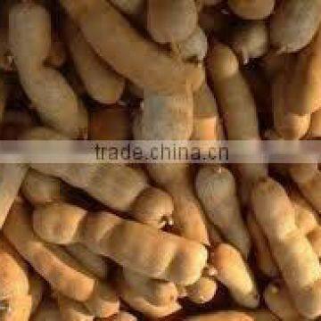 TAMARIND INDICA (FABACEAE) INDONESIA ORIGIN