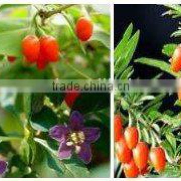 Barbary Wolfberry Fruit Extract (lycium barbarum L.)