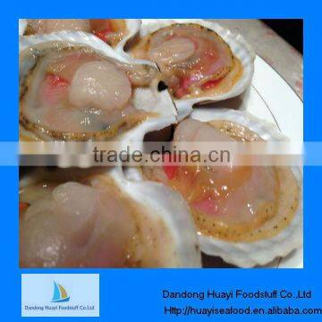 half shell frozen scallop best scallop sizes