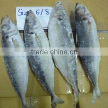 READY STOCK: HIGH QUALITY FROZEN HARD TAIL SCAD, FAIR PRICES