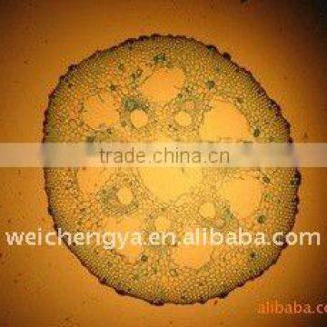 Biological Section, Botany Section (for Microscope Slide)