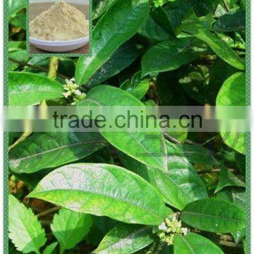 High Quality Damiana Extract 4:1 Male Sex Enhancemant photo-2