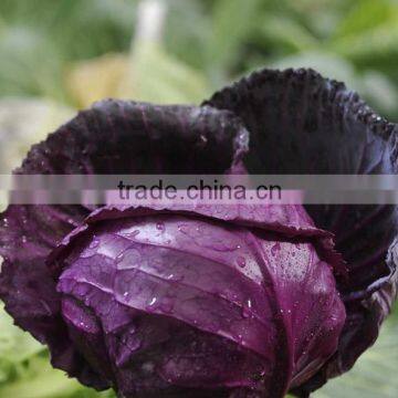 Chinese Fat Red Cabbage Fresh Purple Cabbage photo-5