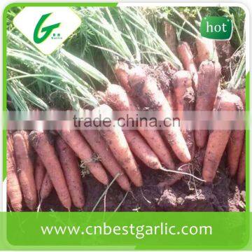 2014 new crop fresh carrot for sale with cheap price