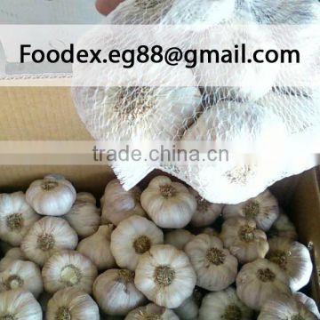 Pure White Garlic from Egypt, Baldy Type