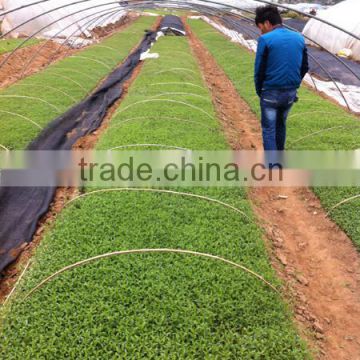 Competitive Price Stevia seeds Growing Base