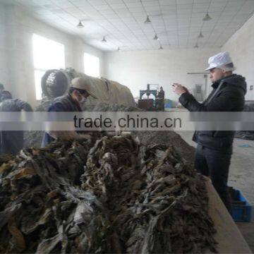 Cut Dried seaweed laminaria japonica(kelp)