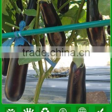 ME19 Xinguan newly 55 days purple-black f1 hybrid eggplant seeds, purple eggplant seeds