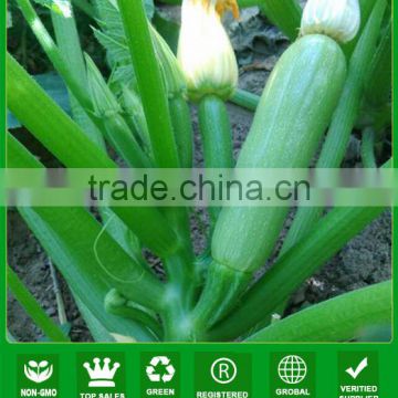 MSQ02 Bilv no.3 early maturity hybrid green squash seeds, zucchini seeds for planting