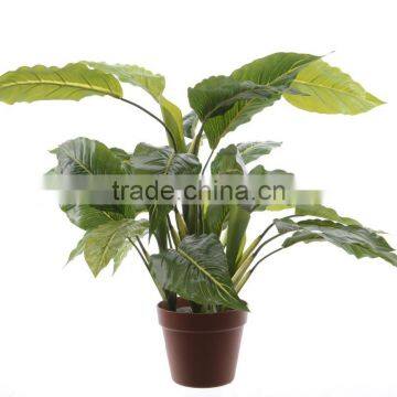 SJ0301115 Ornamental Landscaping Aquarium Plants Garden Decorative Green Plants photo-4