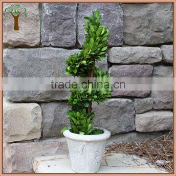 Potted Spiral Preserved Boxwood Plant photo-2