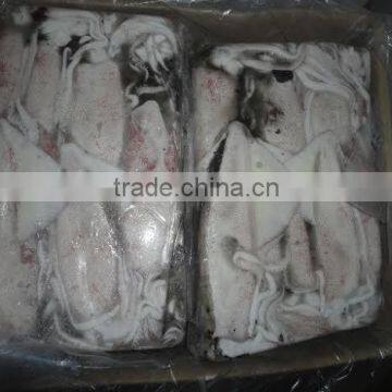 Squid Loligo photo-2