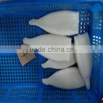 Pacific Squid photo-6