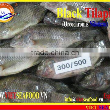 BLACK TILAPIA WHOLE ROUND photo-3