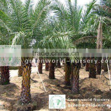 Phoenix sylvestris big palm trees