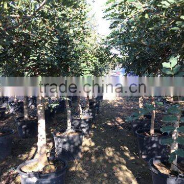 CERATONIA SILIQUA "Carob Tree" photo-5