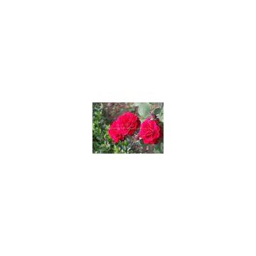 High quality natural plant extract Rose Extract