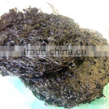 Porphyra Seaweed Powder, Single Layer of Cell of Purple Nori seaweed