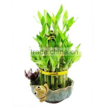 Indoor decoration mini lucky bamboo