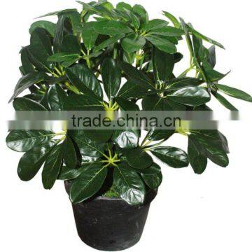 Artificial schefflera octophylla harms