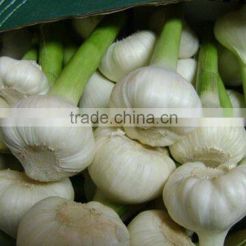 Garlic photo-3